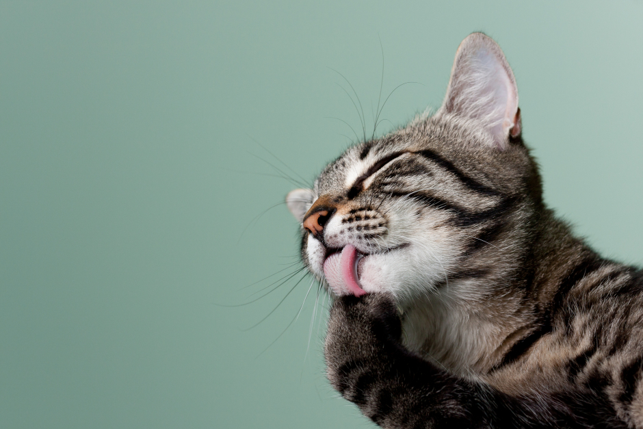 Getigerte Katze bei ihrer Fellpflege | Credit: iStock.com/mehampson