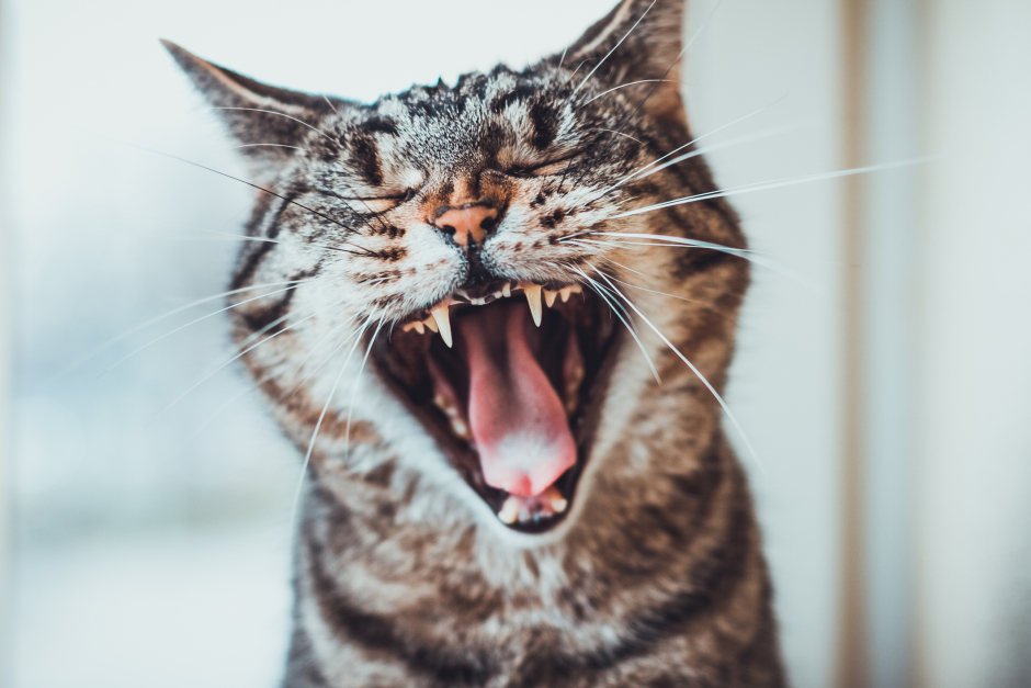 Eine junge Tigerkätze gähnt aus vollem Herzen | Credit: iStock.com/Terroa
