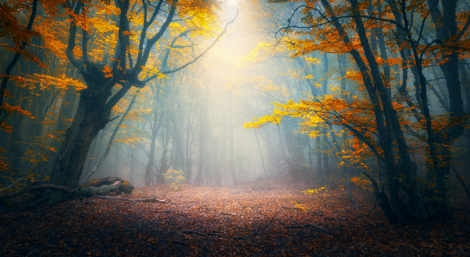 Lichtung eines düsteren Waldes | Credit: iStock.com/den-belitsky