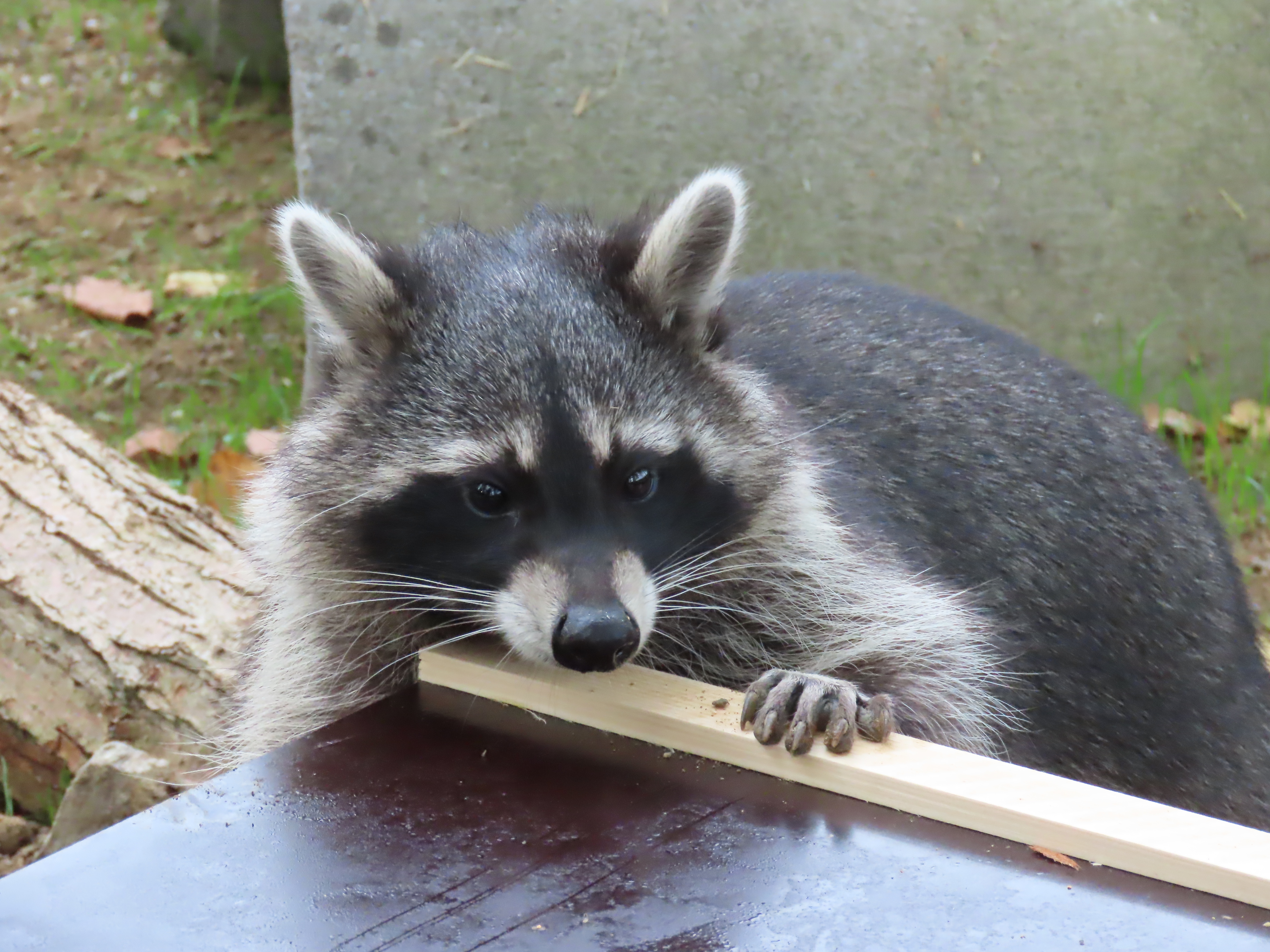 Waschbär in Herberstein