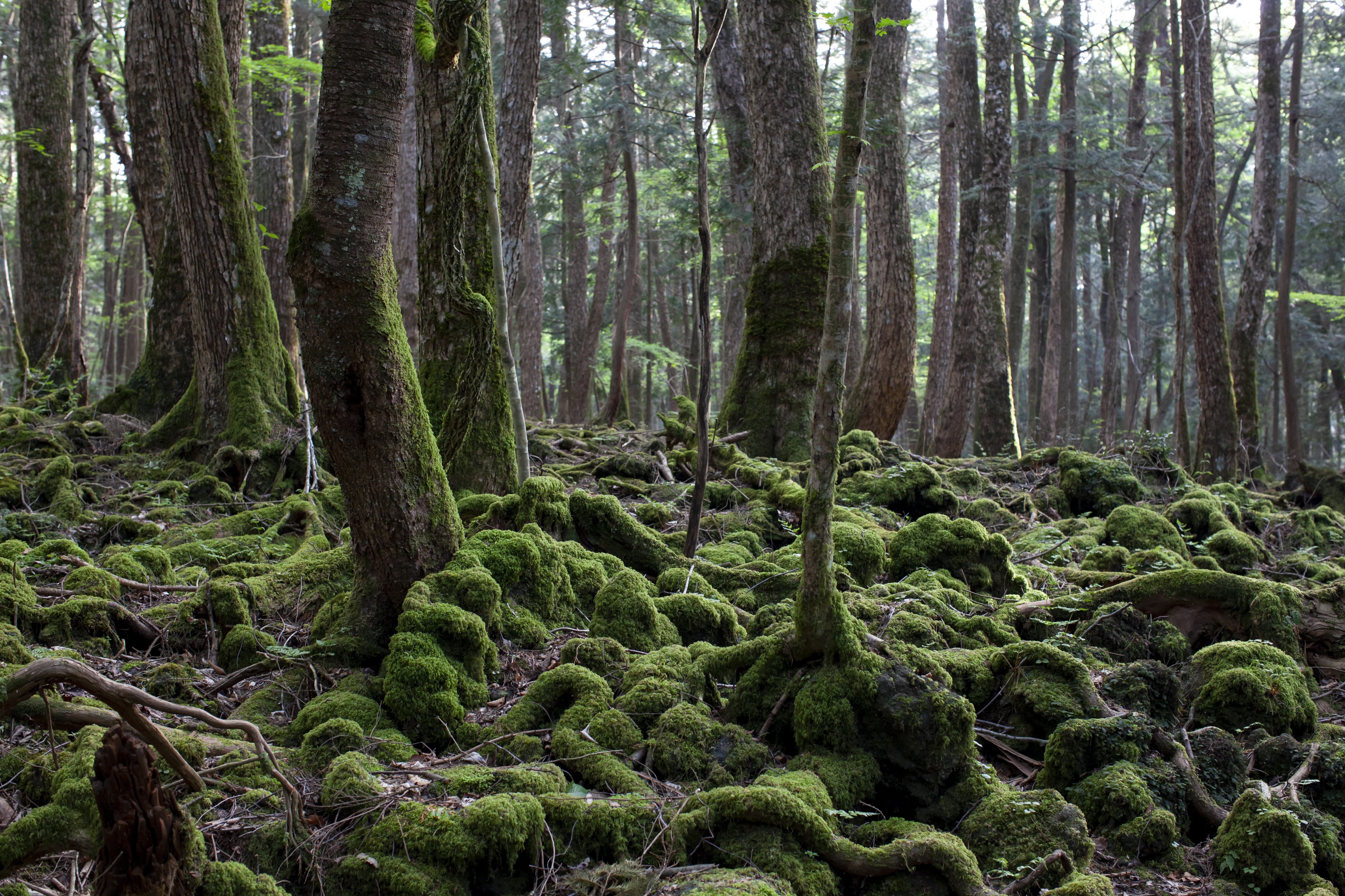 Der dichte Wald „Aokigahara" in Japan | Credit: iStock.com/TOSHIHARU ARAKAWA