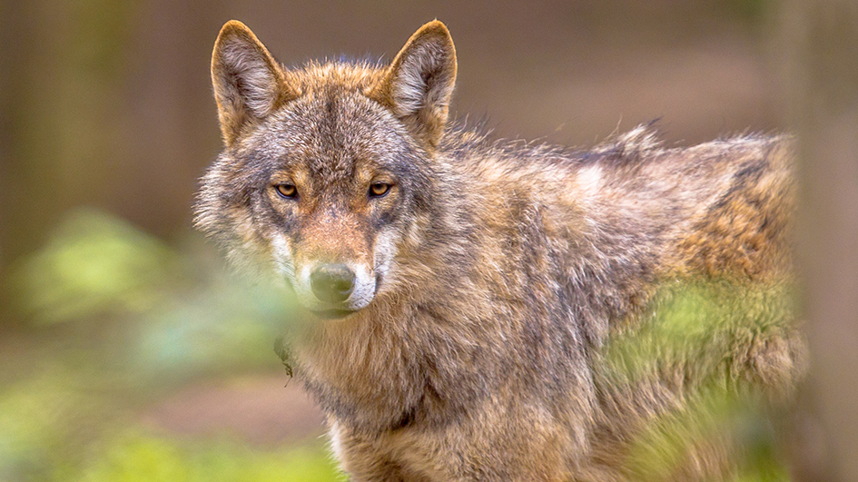 Wolf im Wald