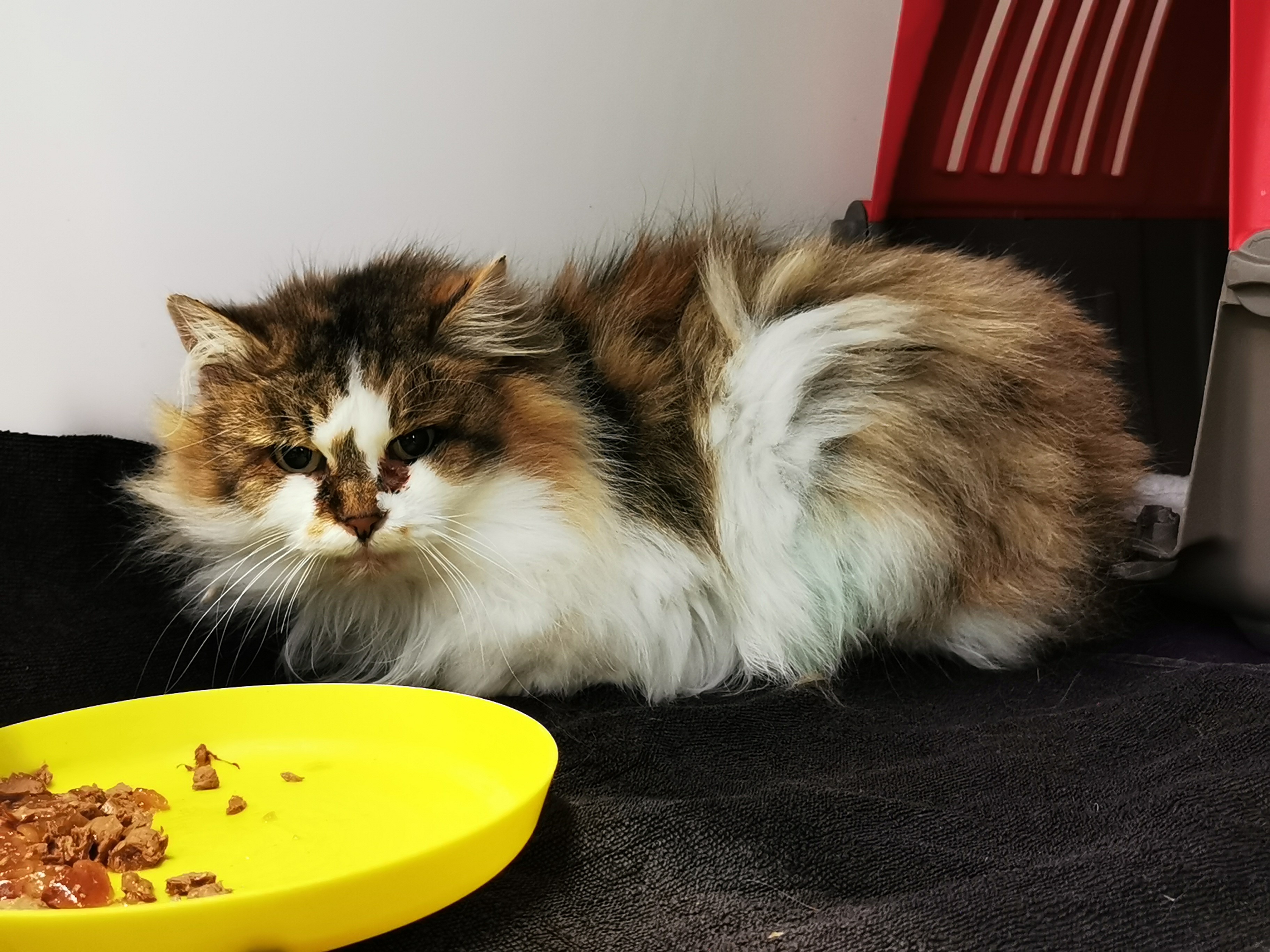 Gerettete Katze