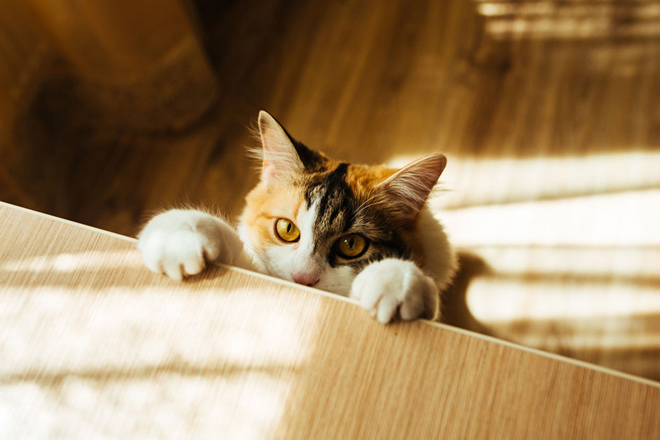 Katze stellt sich auf ihren Hinterpfoten auf und legt ihre Vorderpfoten auf die Tischkante | Credit: iStock.com/SIBAS_minich