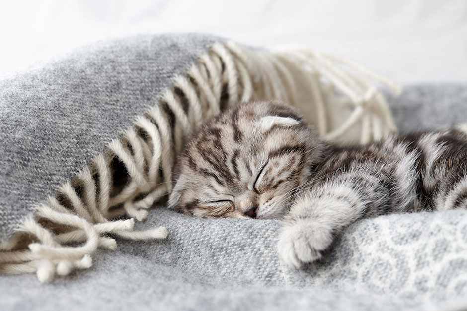 Kätzchen schläft in eine Decke gekuschelt | Credit: iStock.com/kobeza