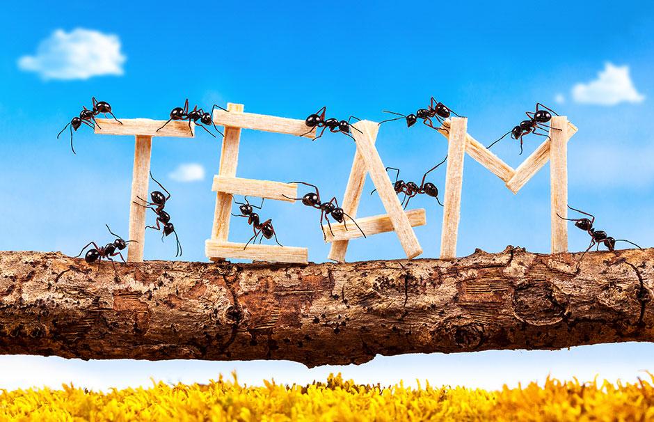 Ameisen bilden das Wort "Team" | Credit: iStock.com/shutter_m