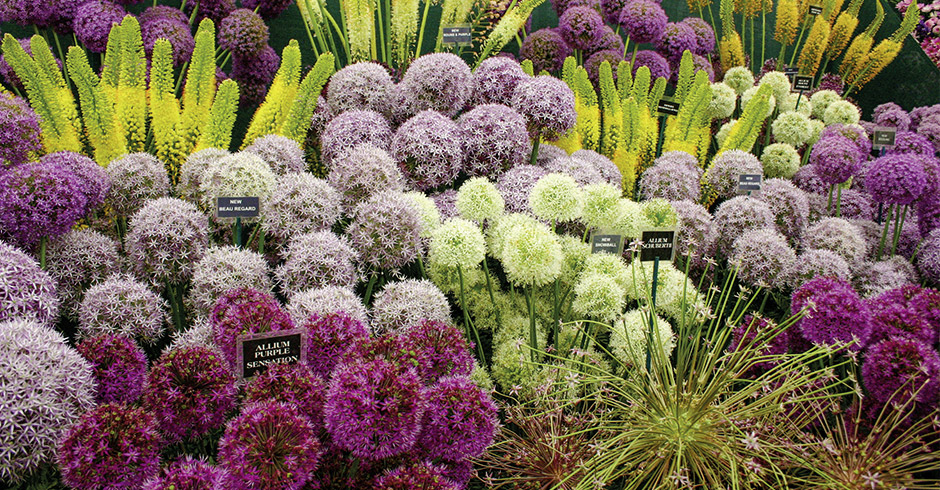 Chelsea Flower Show