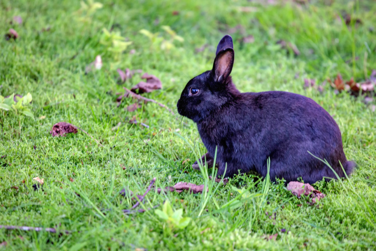Schwarzes Kaninchen