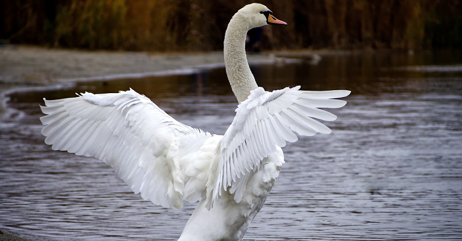 Ein Schwan an einem Fluss spannt die Flügel