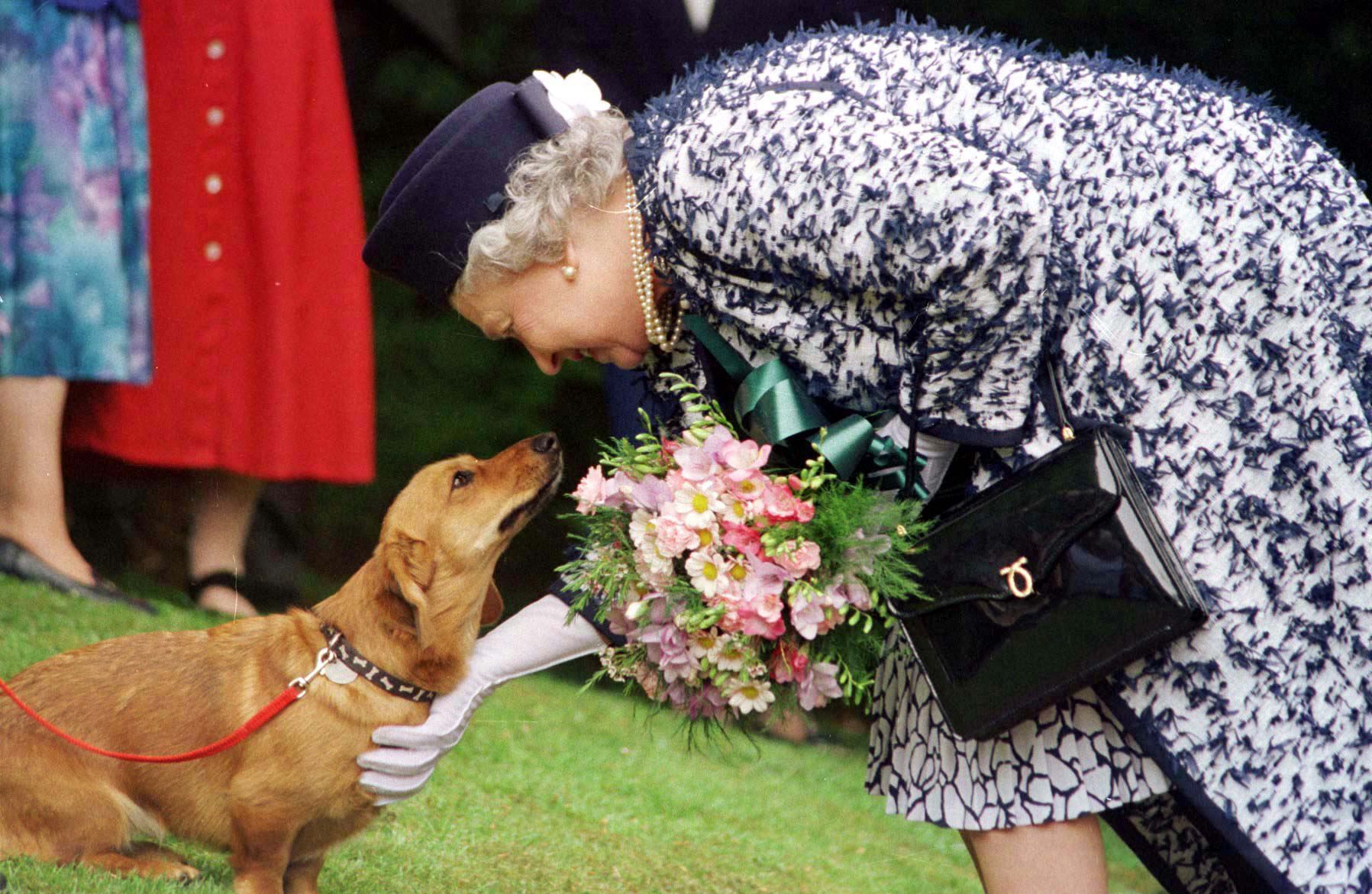 Queen Elizabeth II. mit einem ihrer Corgis