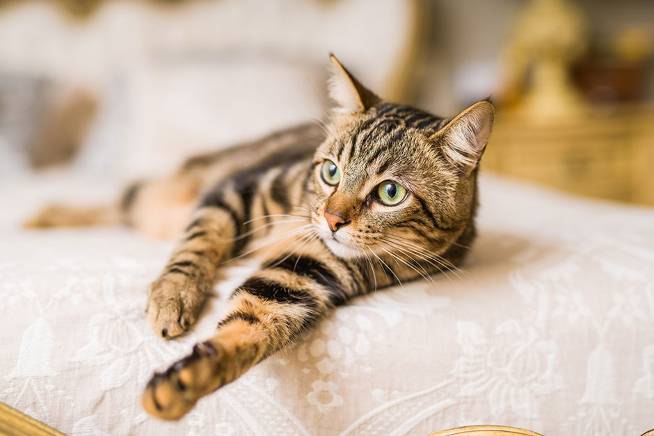 Katze liegt ausgestreckt auf ihrem Schlafplatz | Credit: iStock.com/AaronAmat