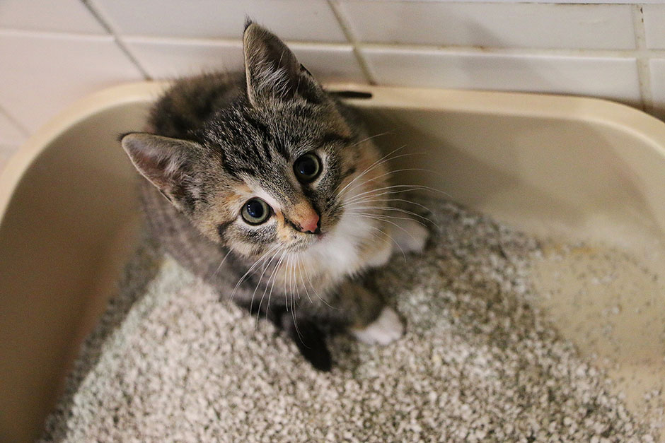 Kleine Katze auf der Toilette | Credit: iStock.com/BiancaGrueneberg