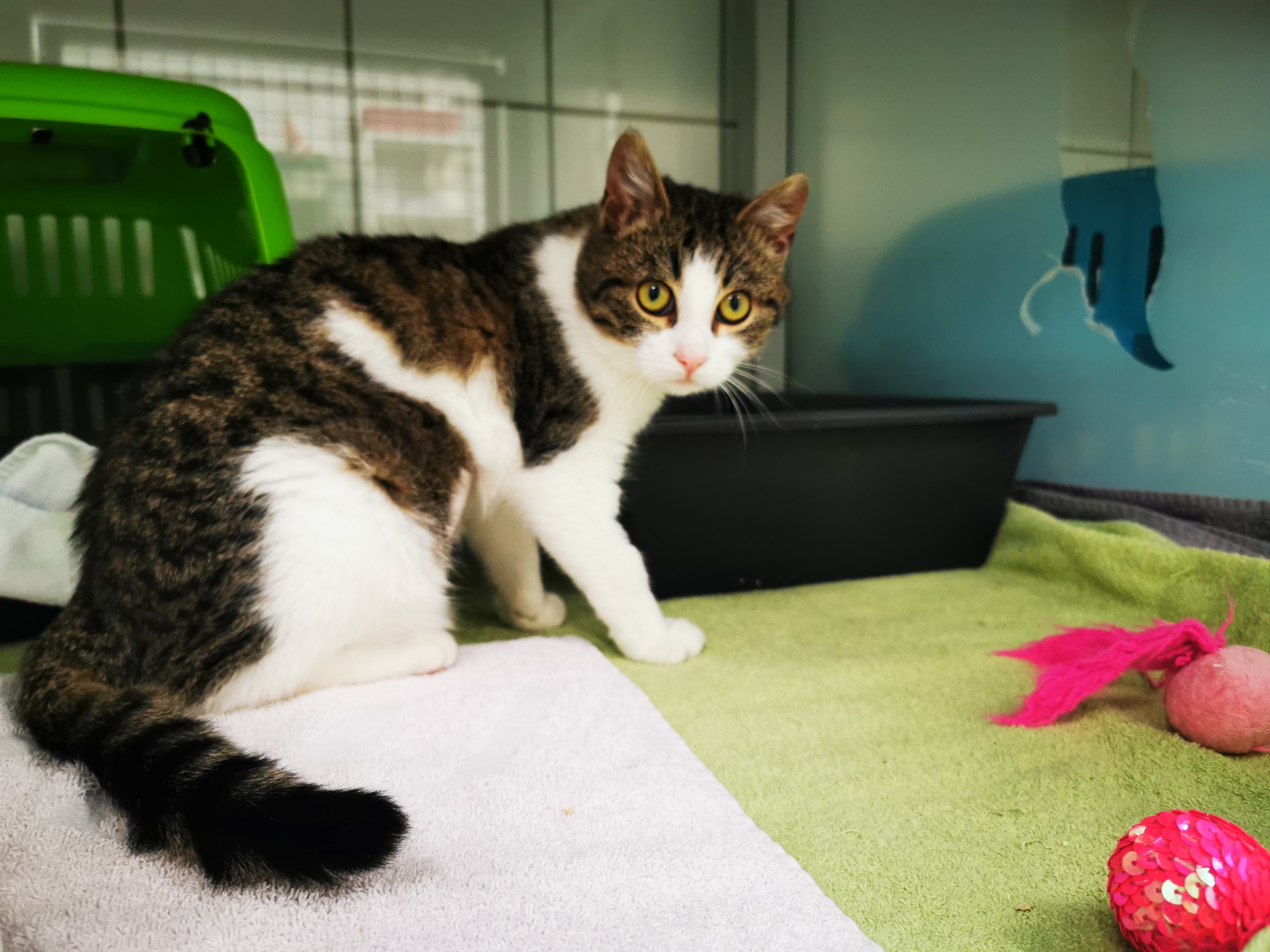 Kater im Tierheim