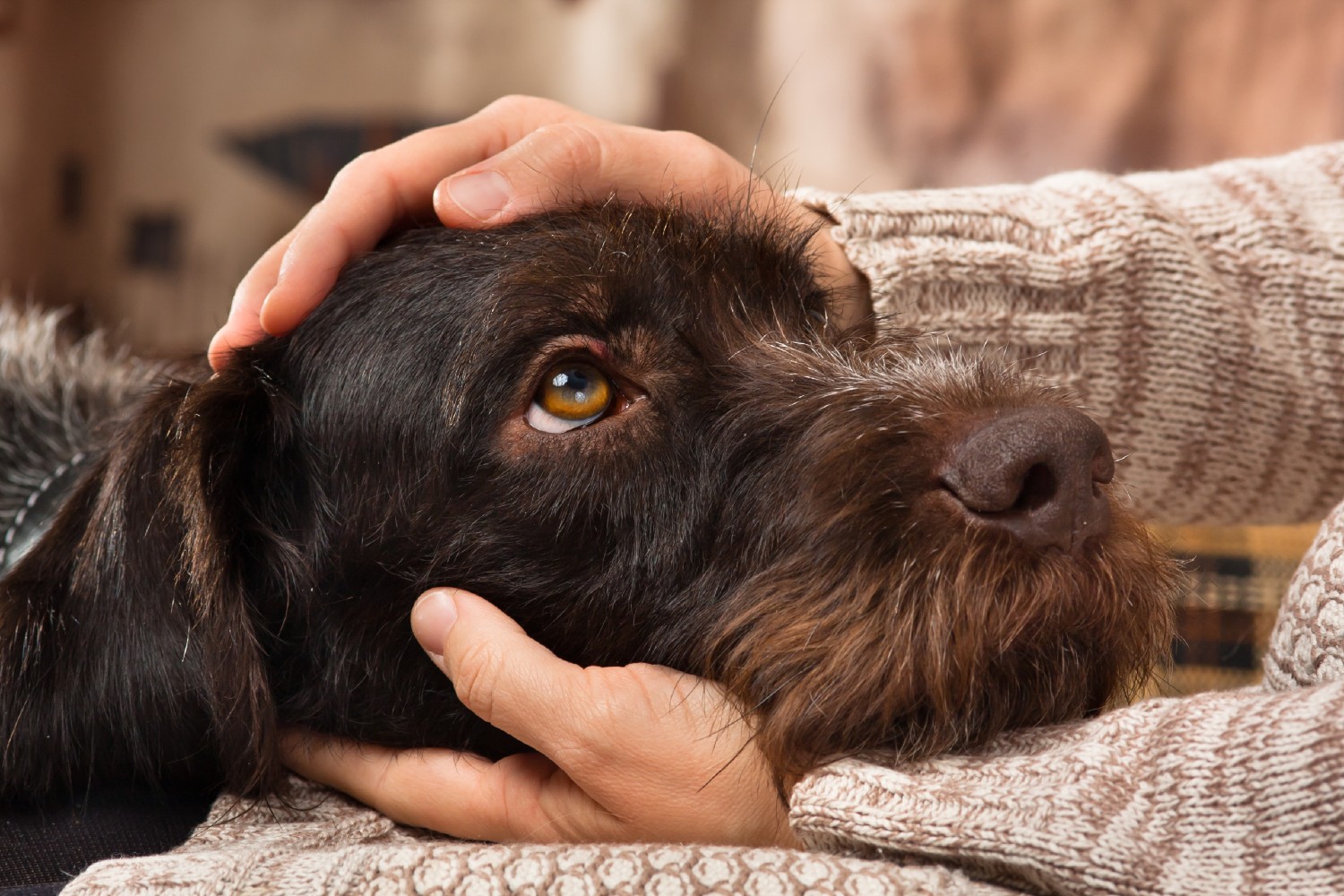 Hund wird gestreichelt | Credit: iStock.com/PavelRodimov