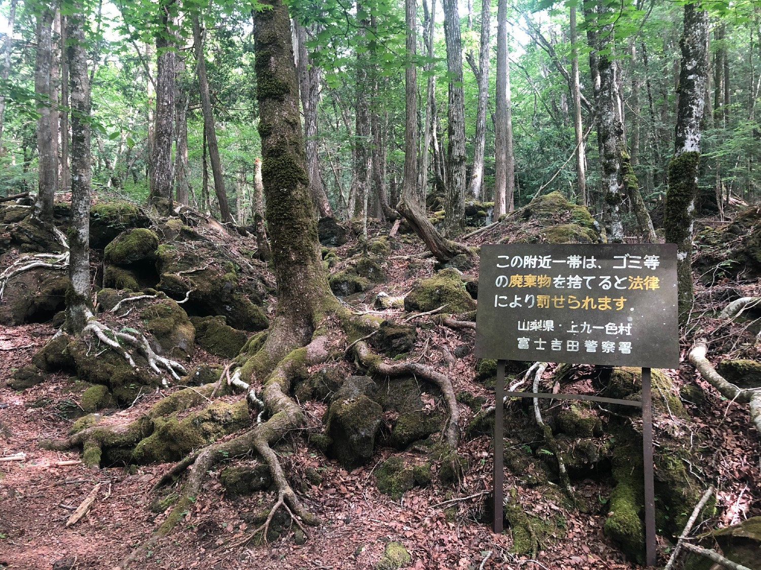 Suizidwald in Japan | Credit: iStock.com/Collin Arts