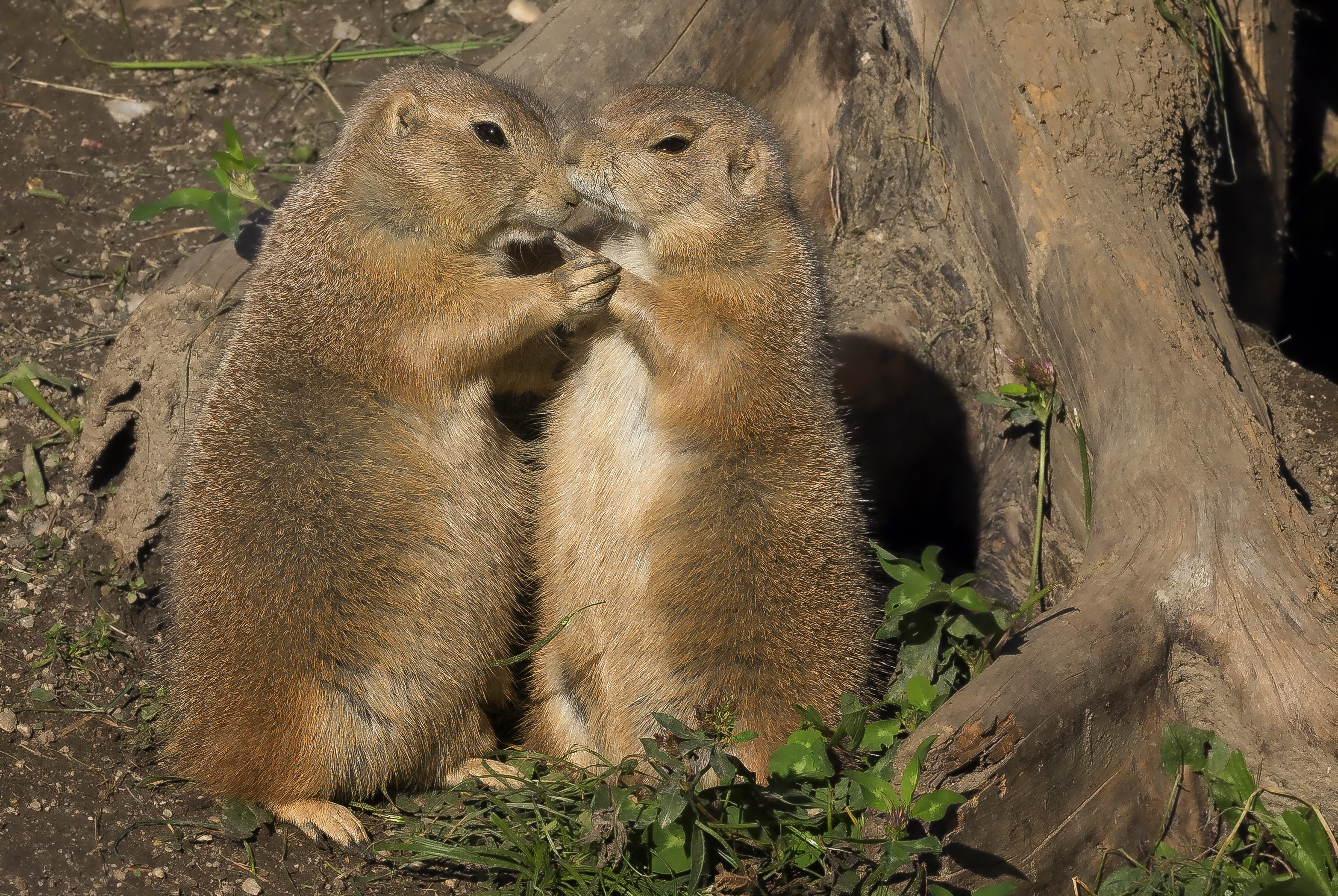 Zoo Salzburg Präriehunde | Credit: Friedrich Mader
