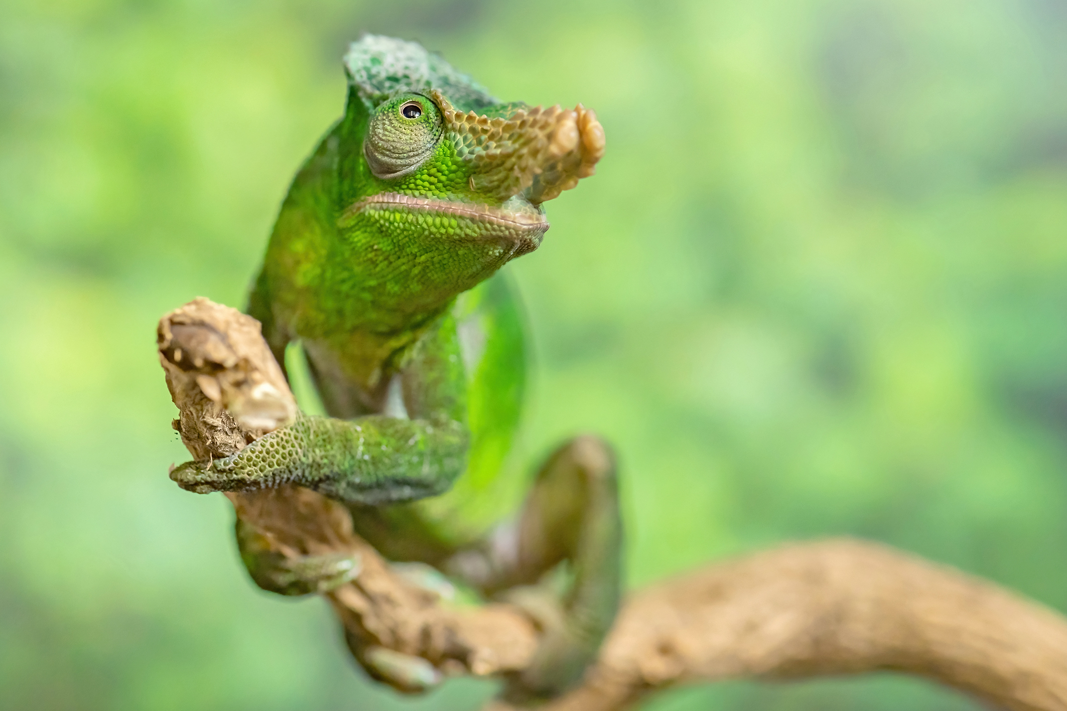 Ein Zweihornchamäleon sitzt auf einem Ast | Credit: Daniel Zupanc