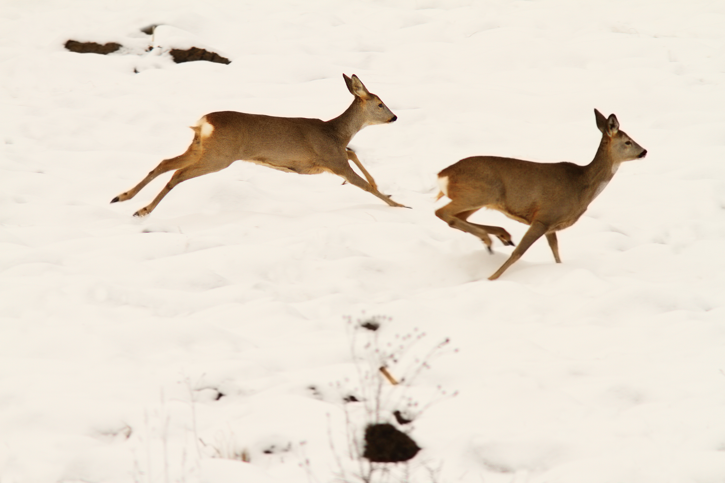 Gehetzte Rehe | Credit: iStock.com/taviphoto