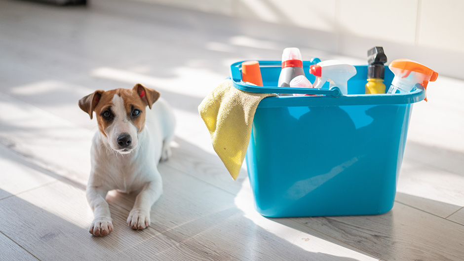Hund liegt neben einem Eimer mit Putzmitteln | Credit: iStock.com/inside-studio