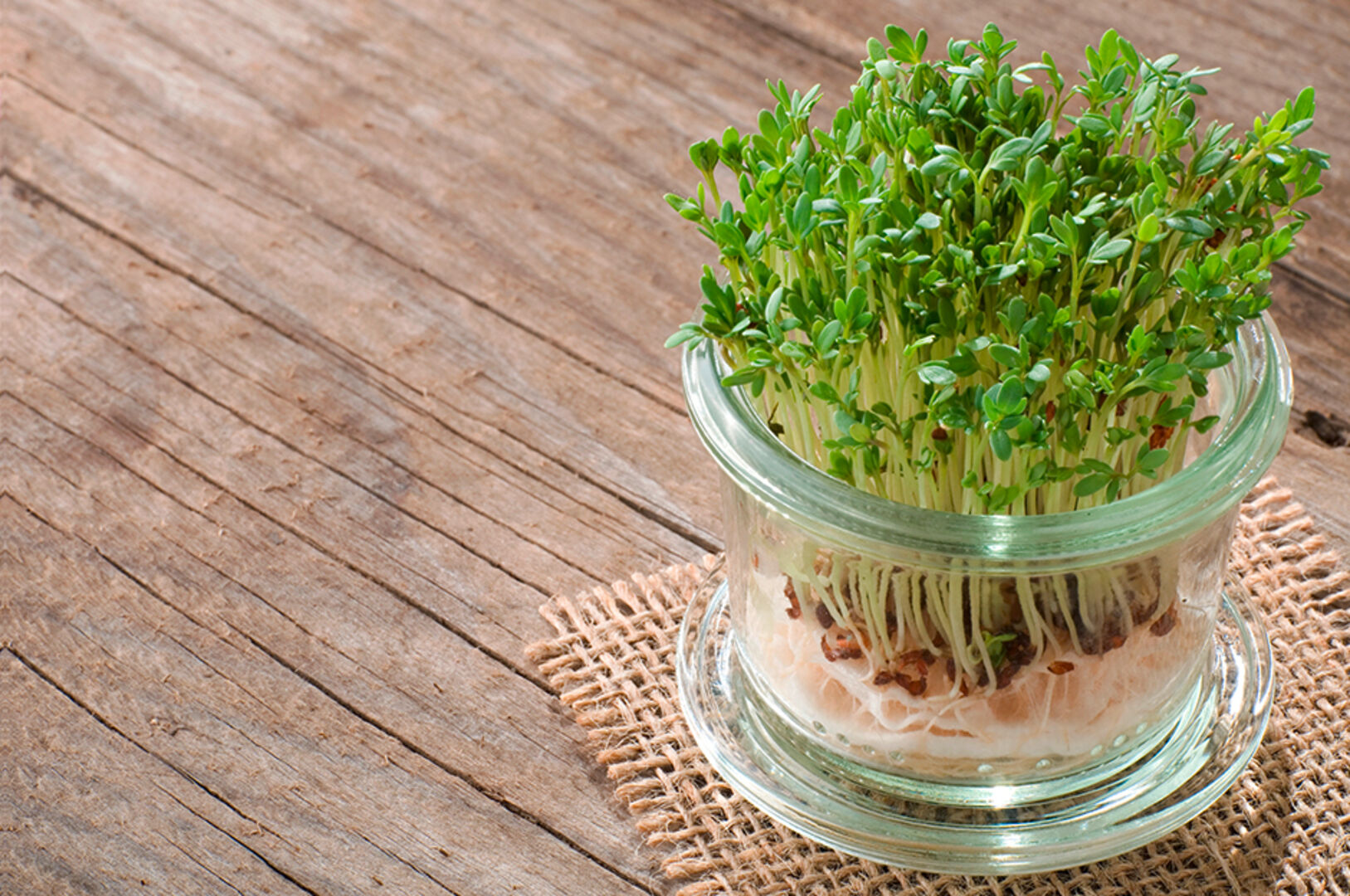 Ein Glas mit selbstgezogener Kresse | Credit: iStock.com/Pixelelfe