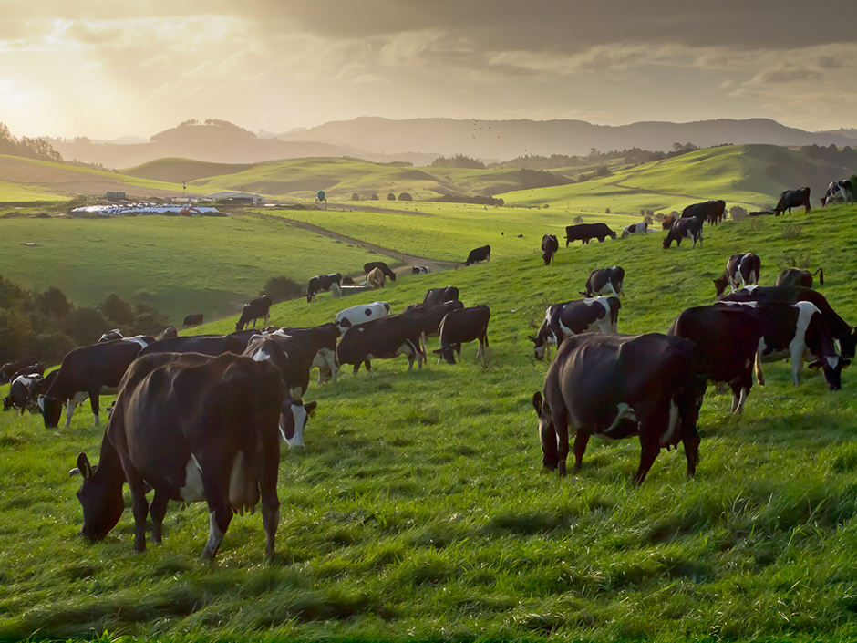 Kühe weihen in Flock Hill | Credit: iStock.com/CreativeNature_nl