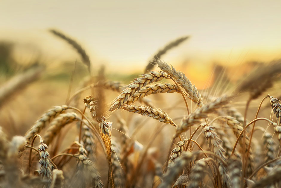Weizenfeld | Credit: iStock.com/ygrek