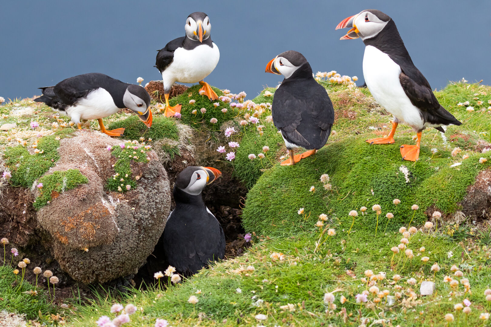Papageientaucher | Credit: iStock.com/ Sally Hinton