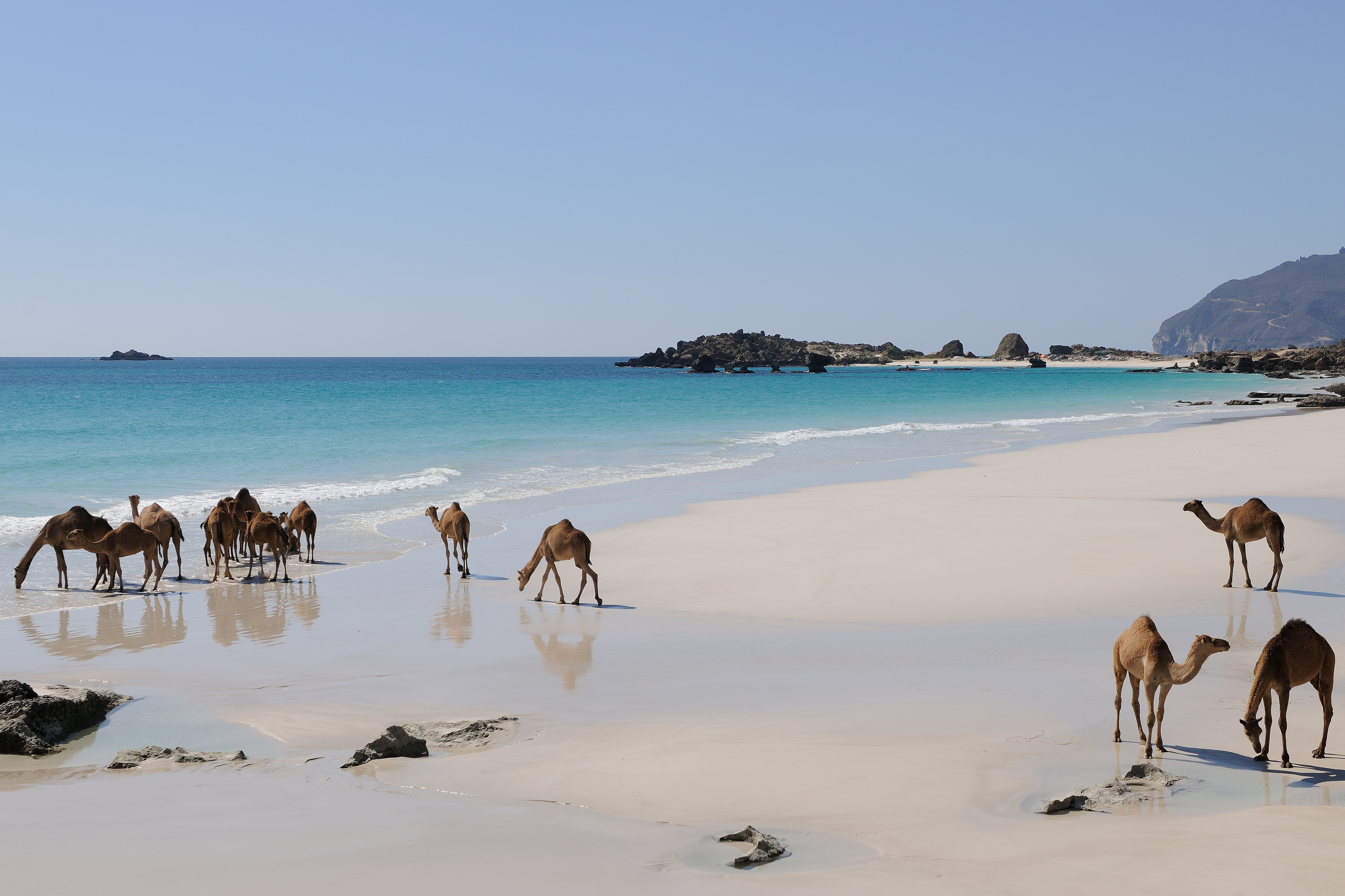 Oman: Kamele am Strand | Credit: iStock.com/ Hans Harms