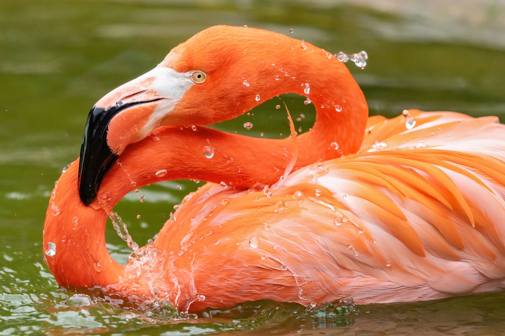 Ein roter Flamingo putzt sein Gefieder | Credit: Daniel Zupanc