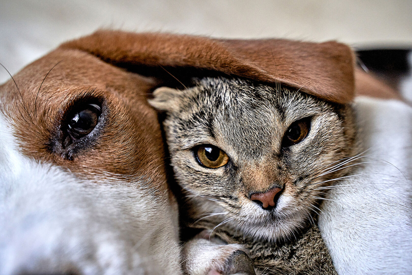Katze kuschelt sich unter das Schlappohr eines Hundes | Credit: iStock.com/Gulnara Mandrykina