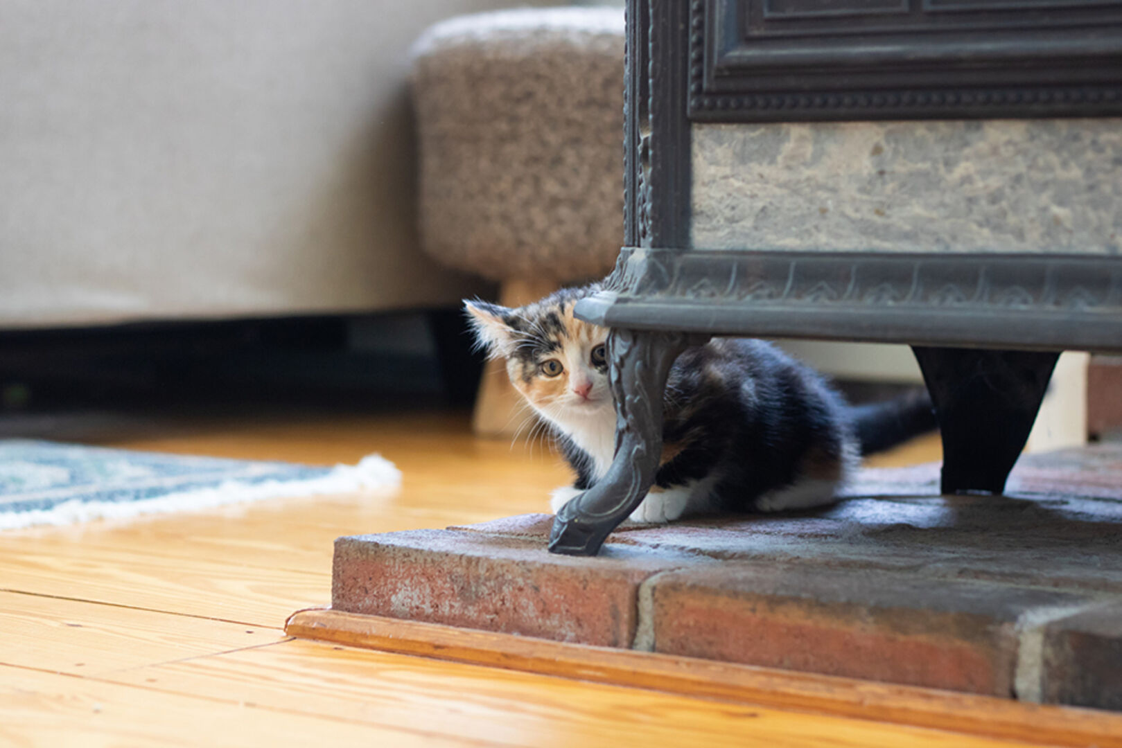 Schüchterne kleine Katze versteckt sich | Credit: iStock.com/JosephJacobs