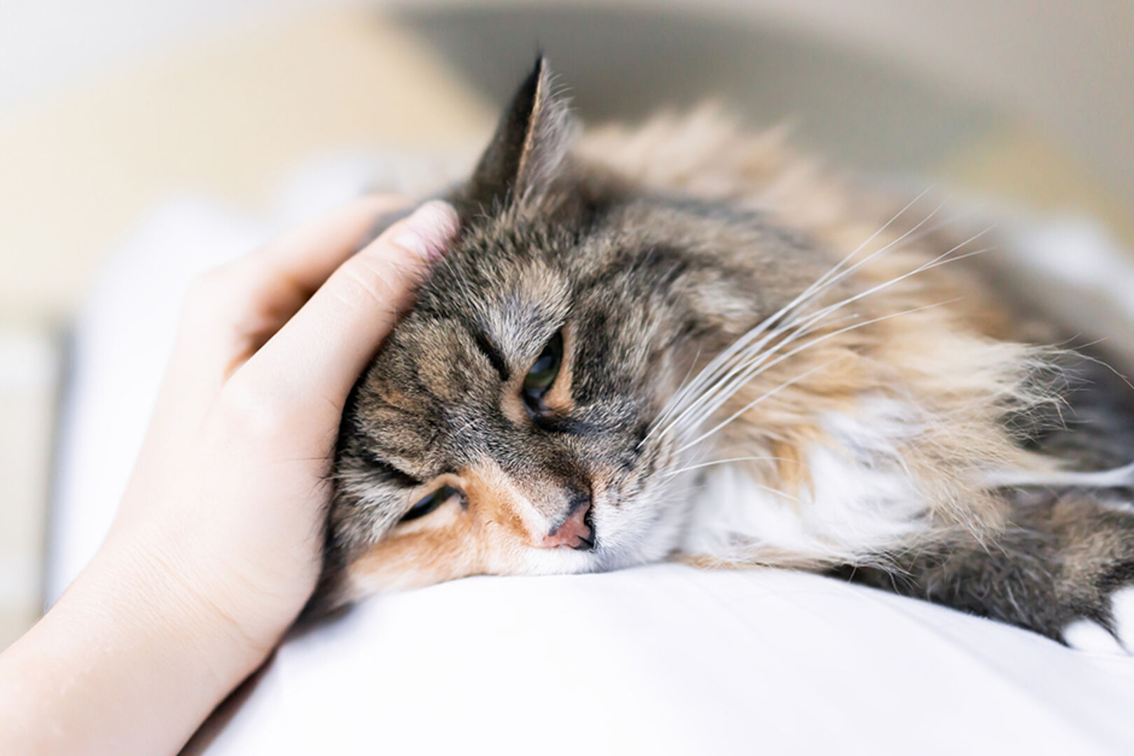 Traurige Katze wird von ihrer Besitzerin gestreichelt | Credit: iStock.com/krblokhin