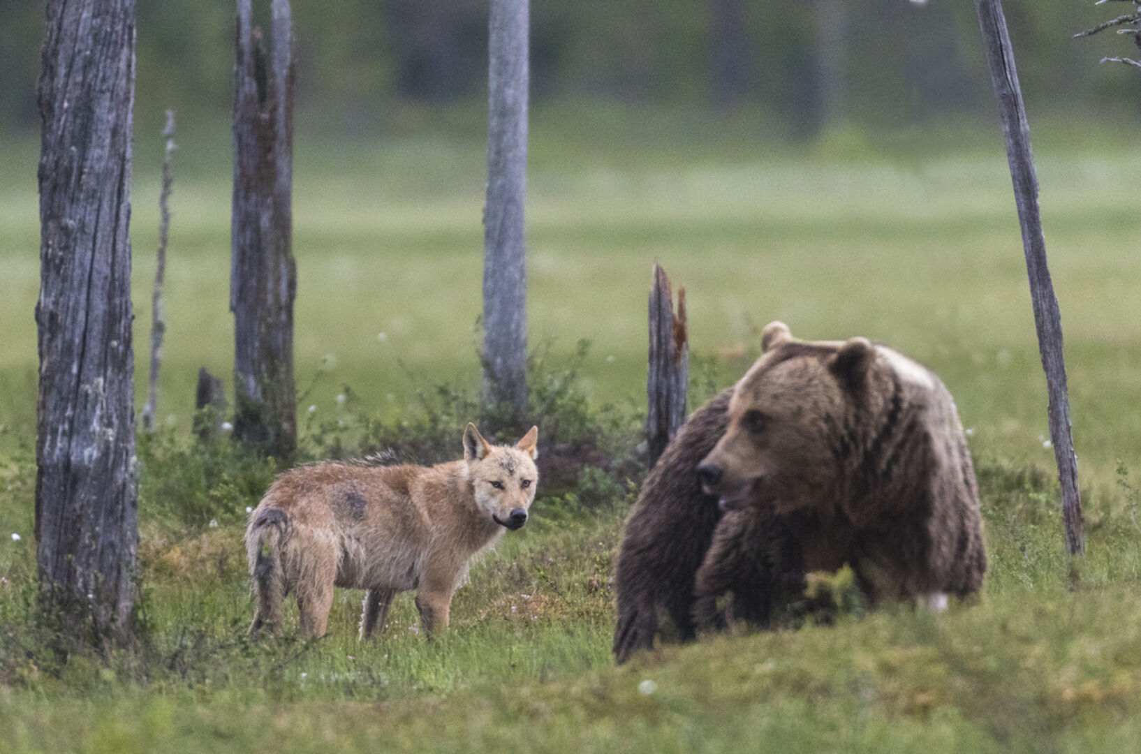 Wolf und Bär