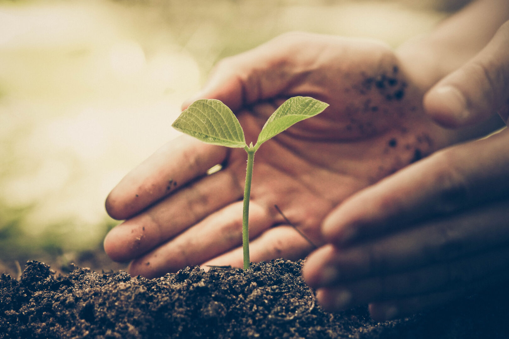 Tiny Forests verbessern die Lebensqualität vor Ort. | Credit: iStock.com/weerapatkiatdumrong