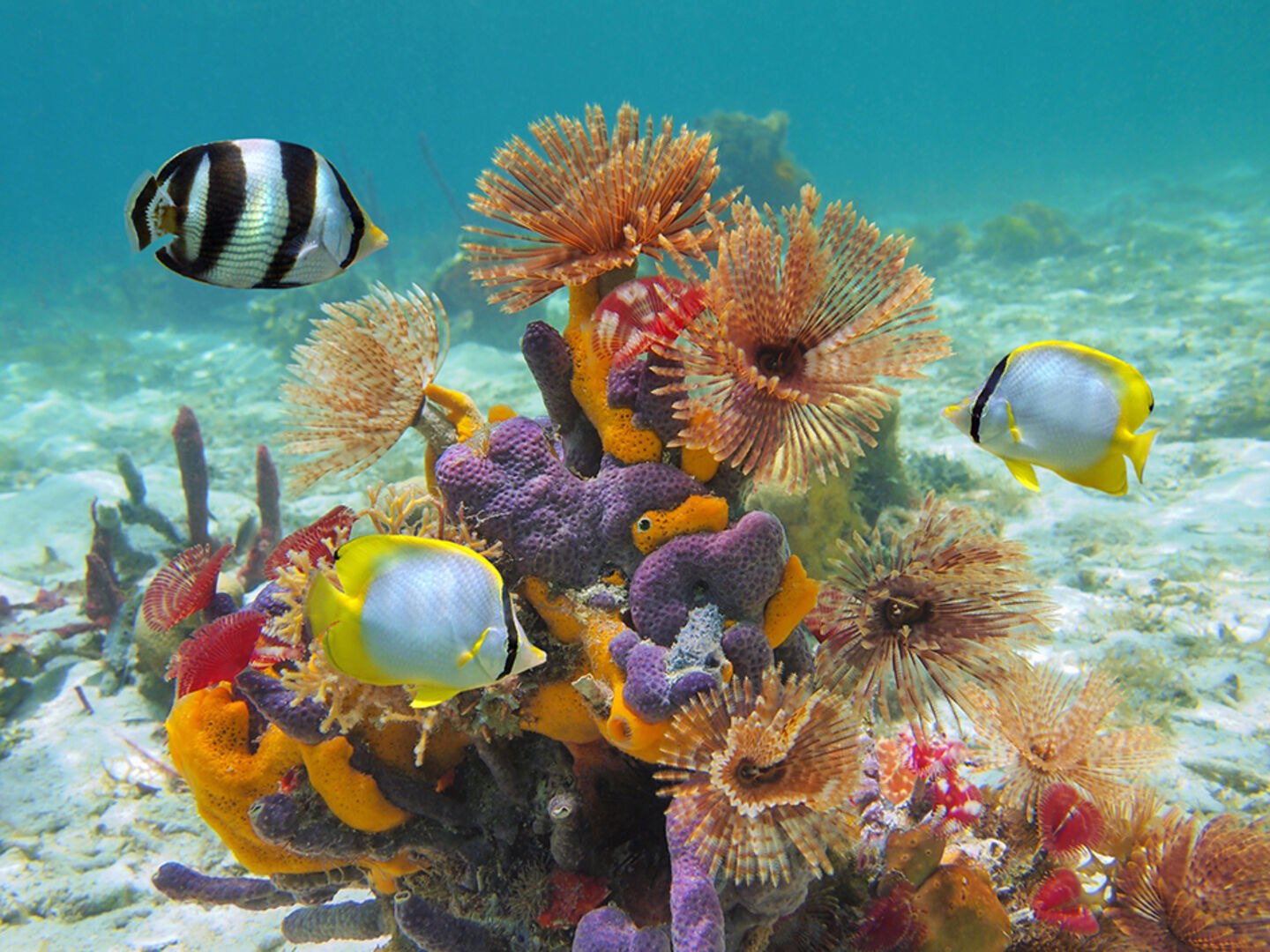 Fische vor der Küste von Mexiko | Credit: iStock.com/Damocean