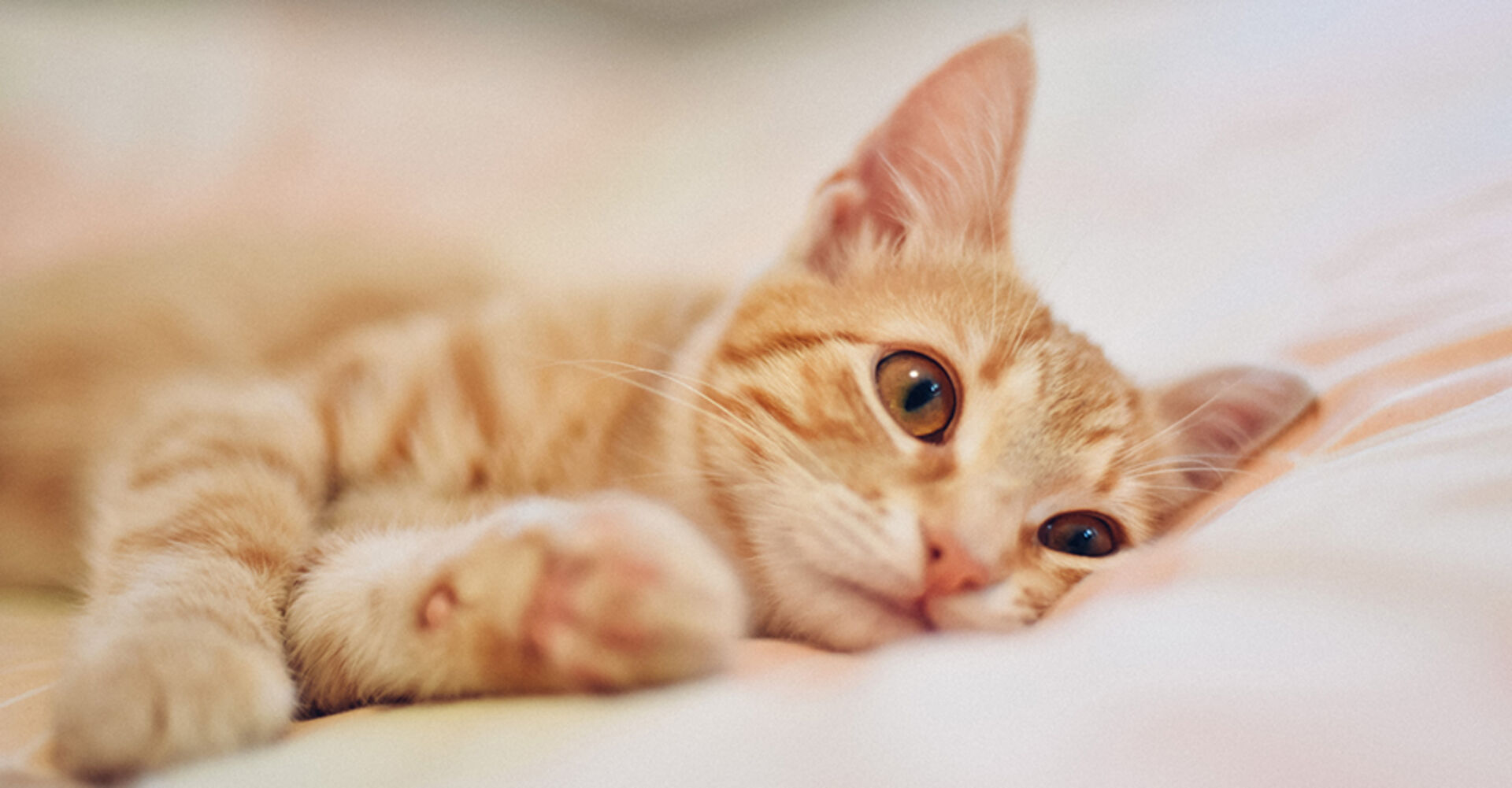 Katze liegt traurig auf ihrem Platz | Credit: iStock.com/RalchevDesign