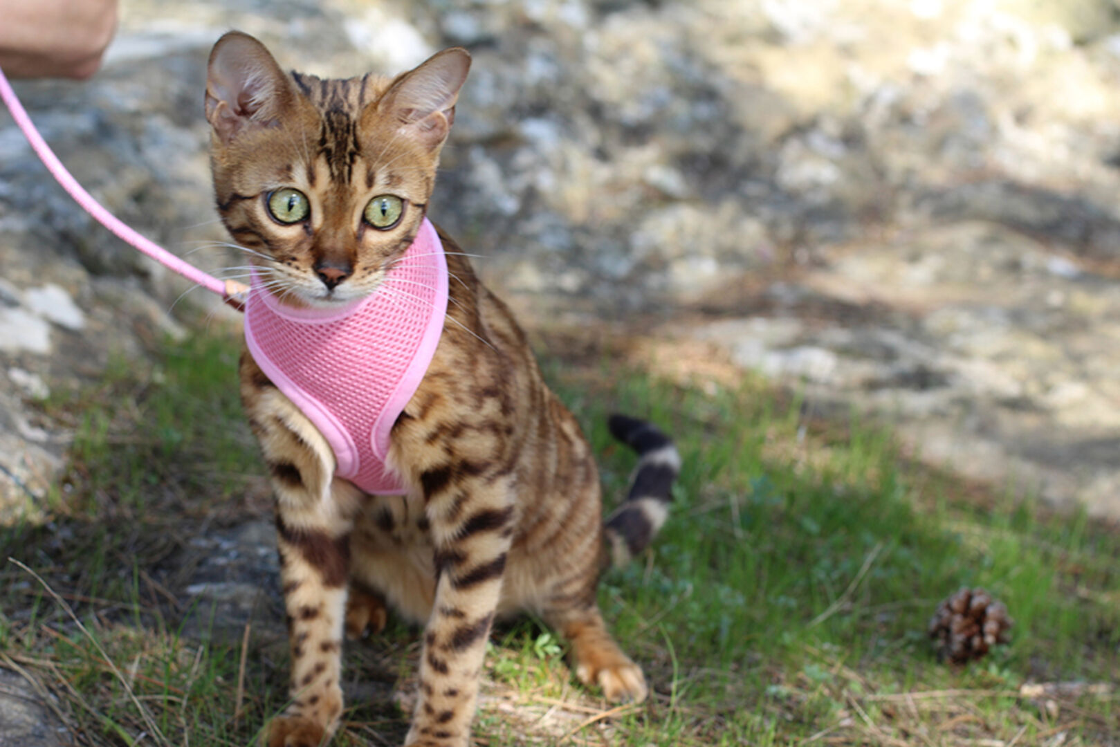 Katze mit Brustgeschirr | Credit: iStock.com/ajr_images