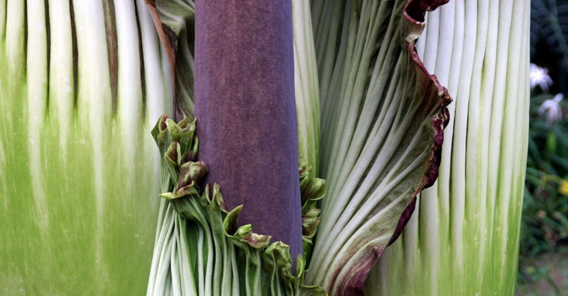 Ein Detail der als Riesenpenis oder Stinkepflanze bekannten Titanwurz