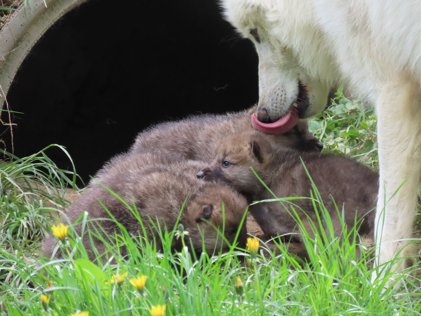 Polarwolf Papa mit Kids