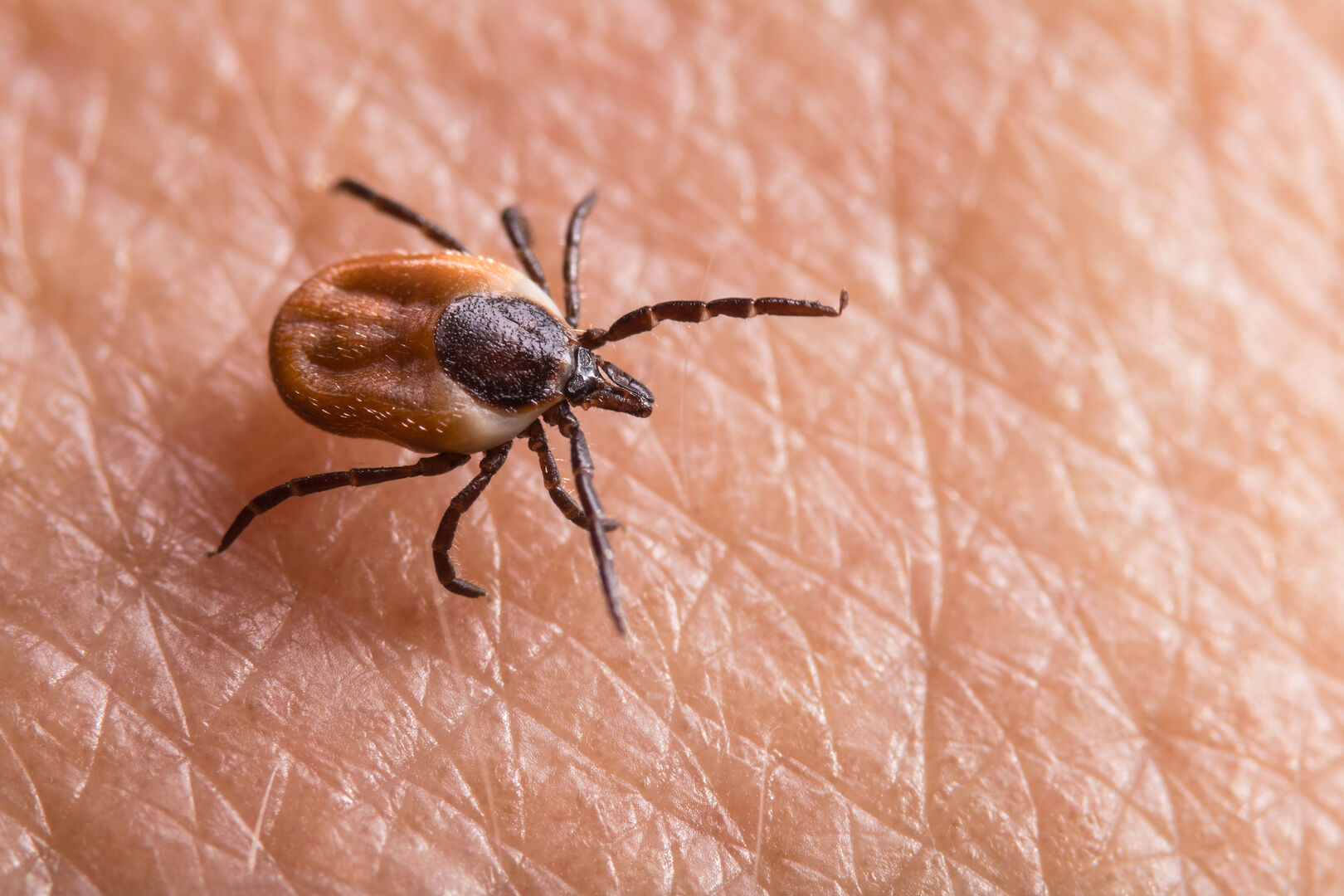 Borreliose wird durch Zecken übertragen. | Credit: iStock.com/Ladislav Kubeš