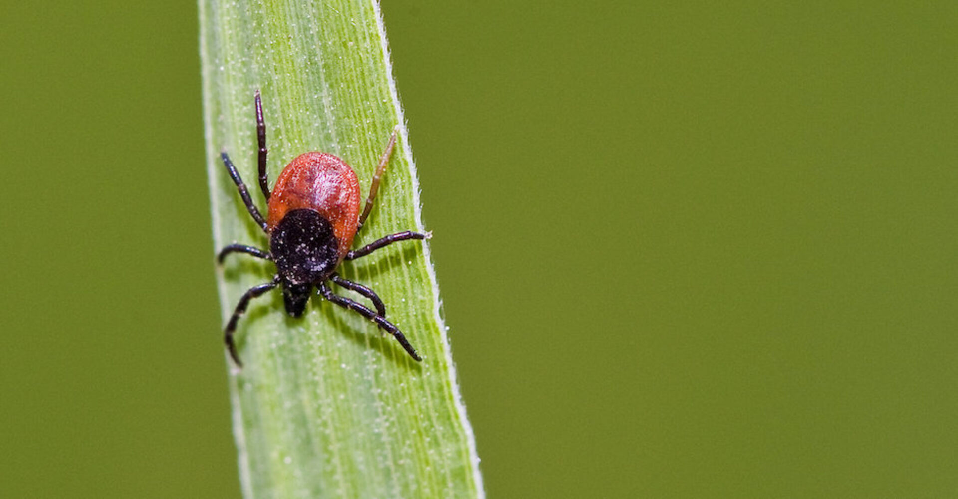 Zecke auf Gras I Credit: Patrick Pleul/dpa/picturedesk.com