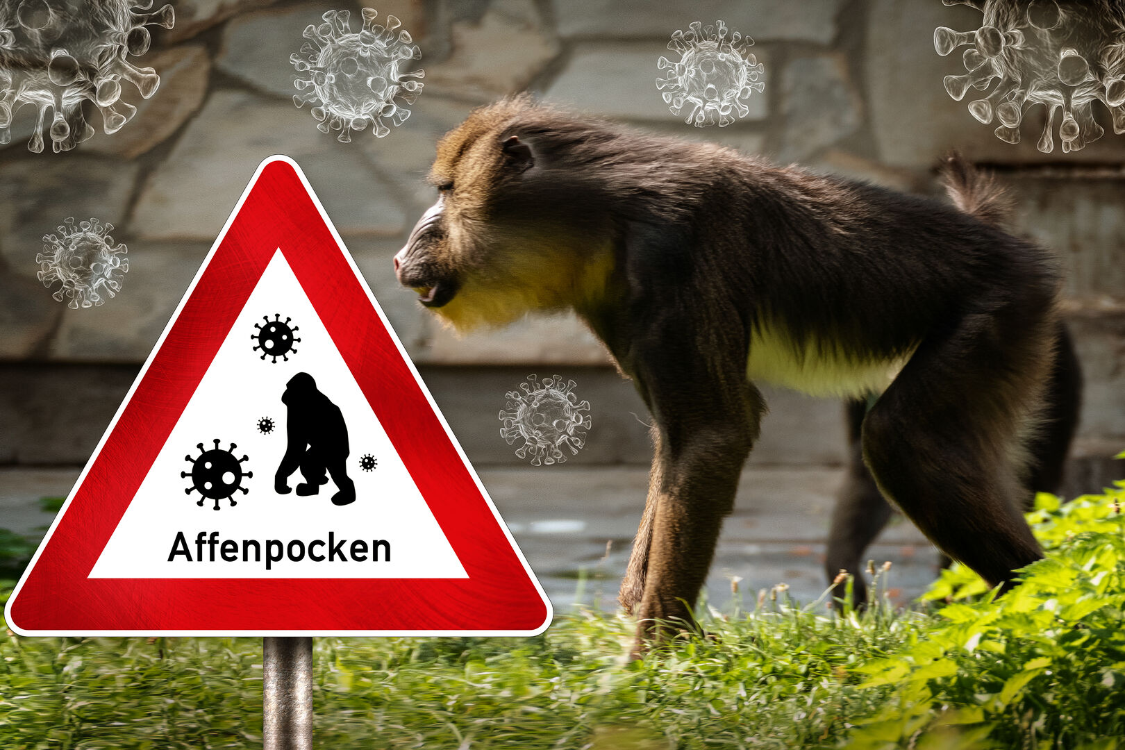 Affenpocken