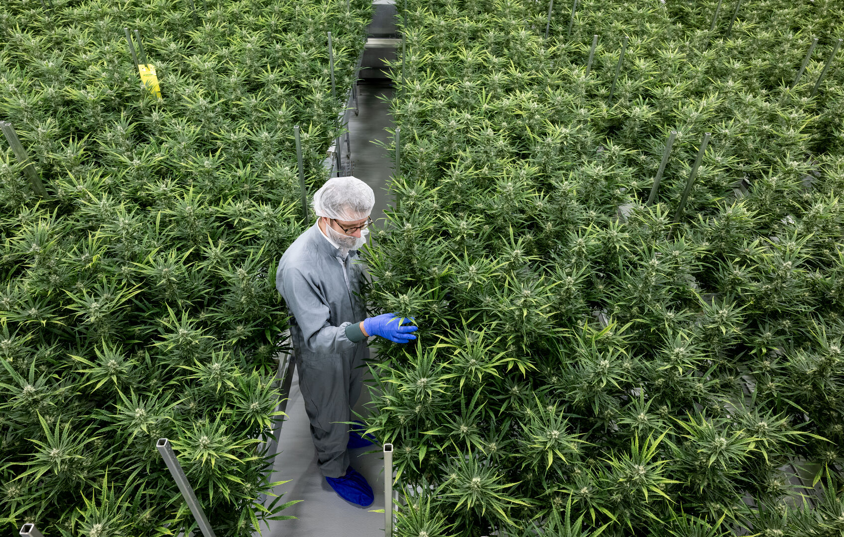 Cannabisplantage in Deutschland | Credit: Hendrik Schmidt / dpa / picturedesk.com
