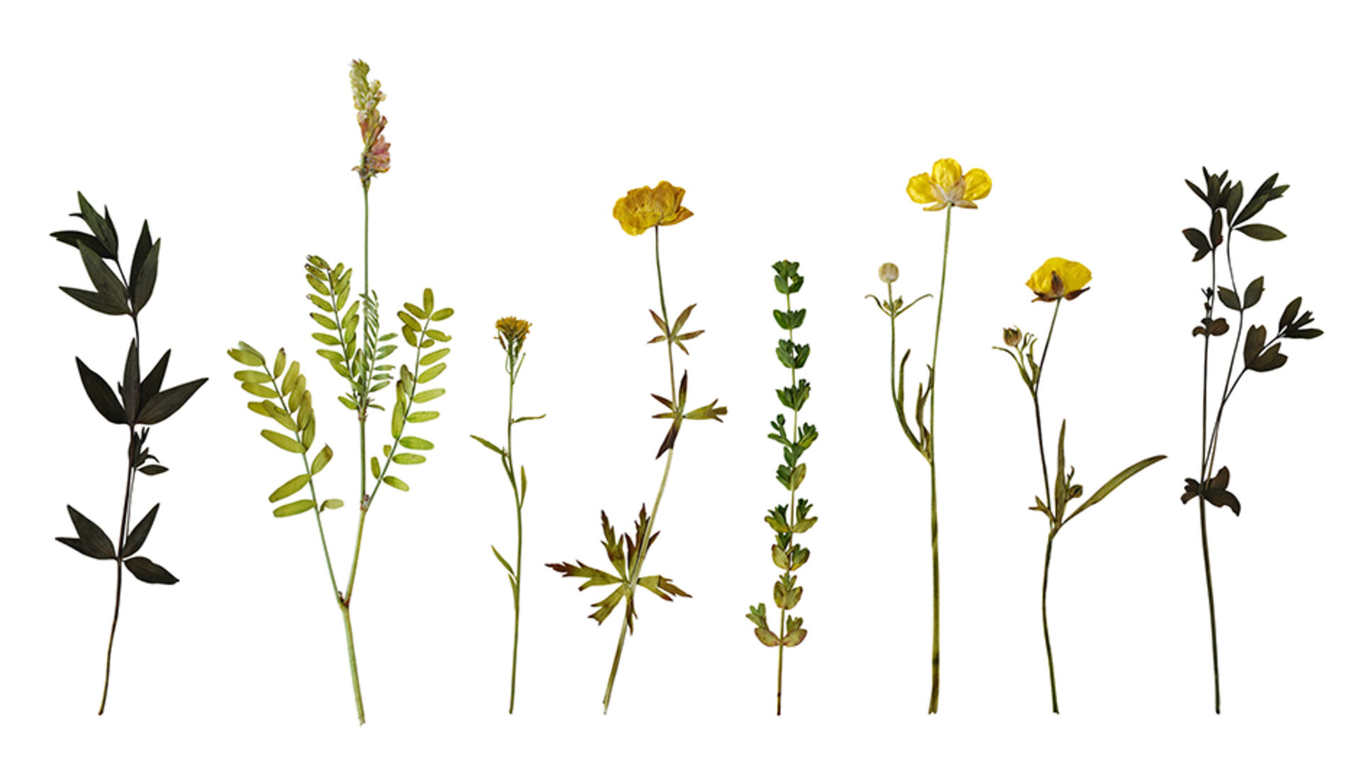 Gepresste Blumen | Credit: iStock.com/Larisa Rusina