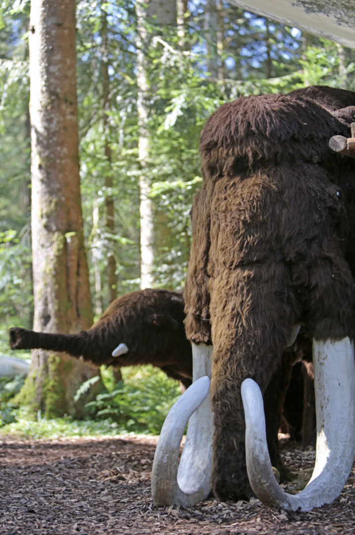 Urzeitwald | Credit: www.urzeitwald.at