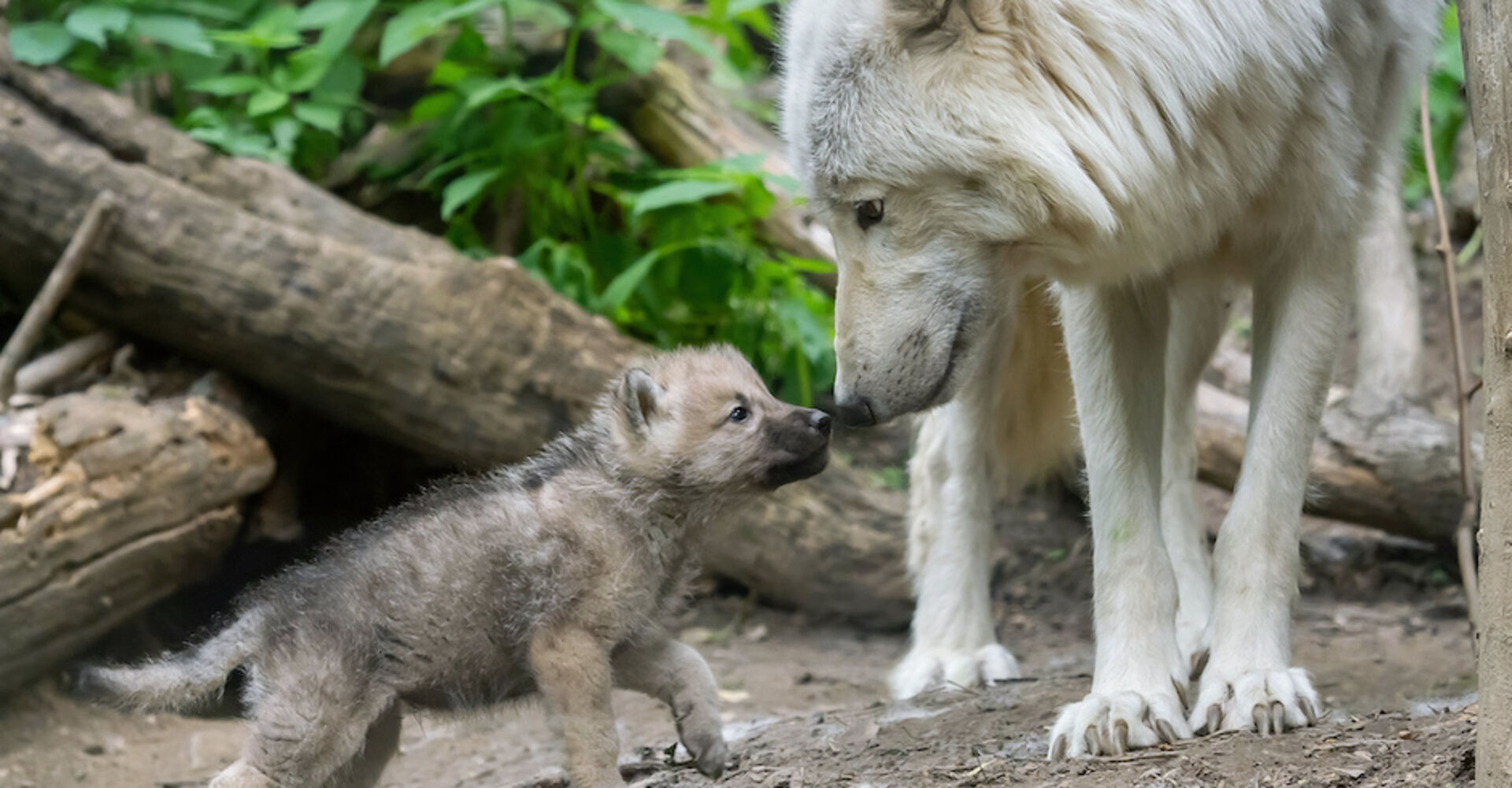 Mama-Wolf und Baby-Wolf | Credit: Daniel Zupanc
