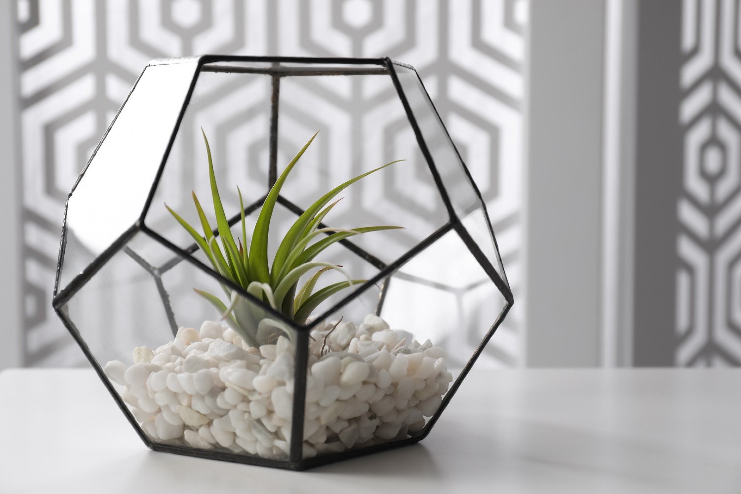 Florarium steht auf einem Tisch | Credit: iStock.com/Liudmila Chernetska