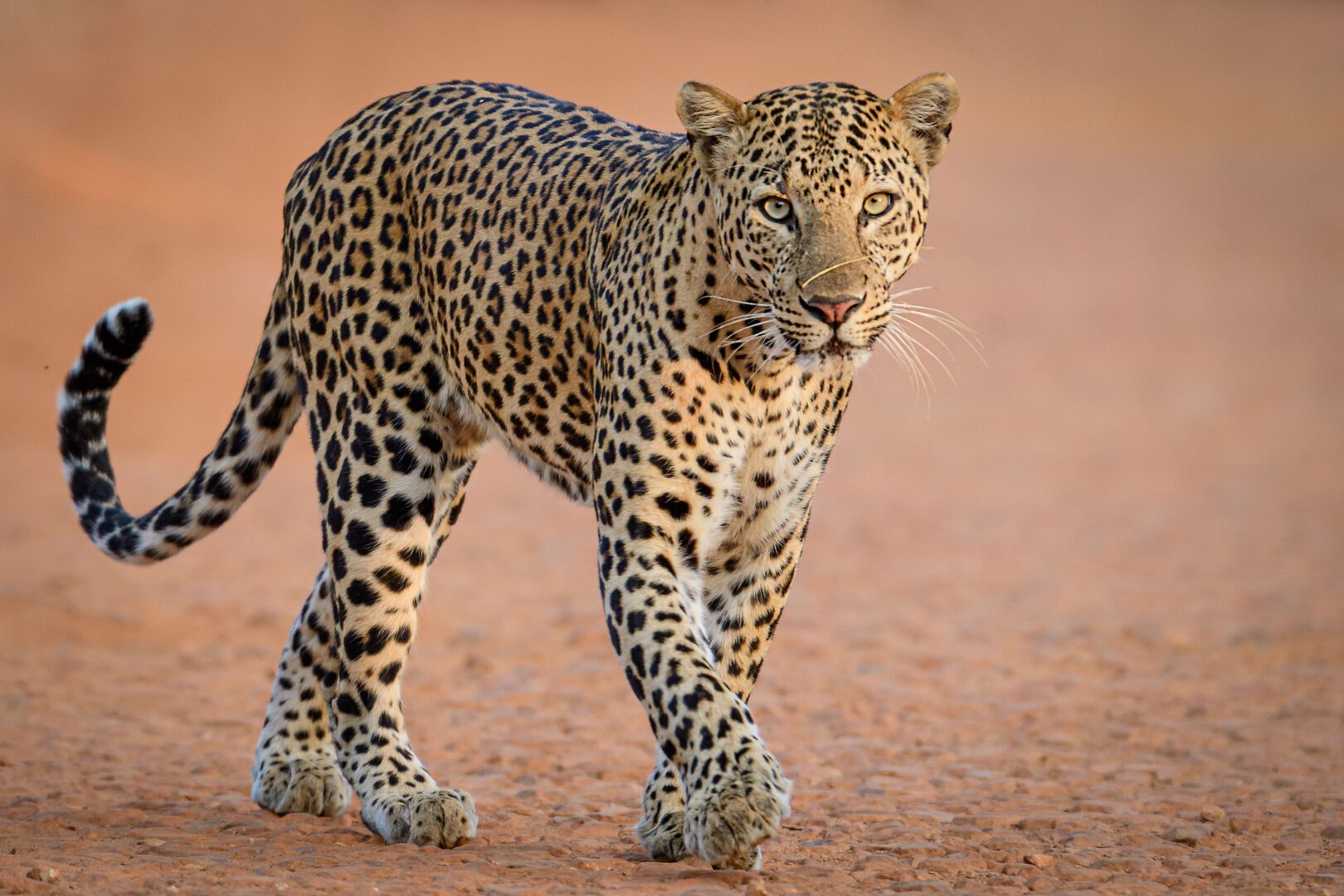 Leopard in freier Wildbahn