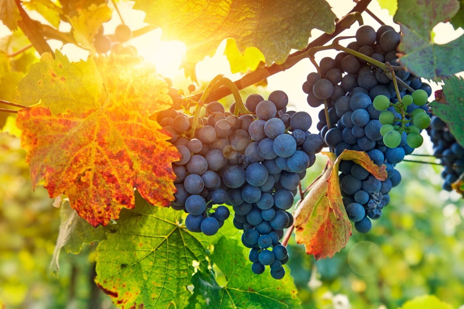 Blaue Weintrauben | Credit: iStock.com/egal