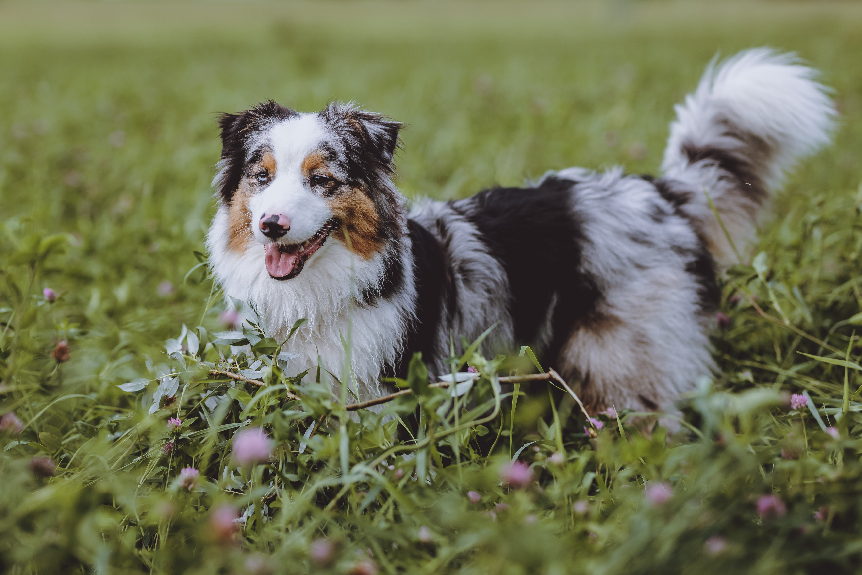 Australian Shepherd